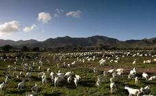 Liberalia organiza un concierto para cabras