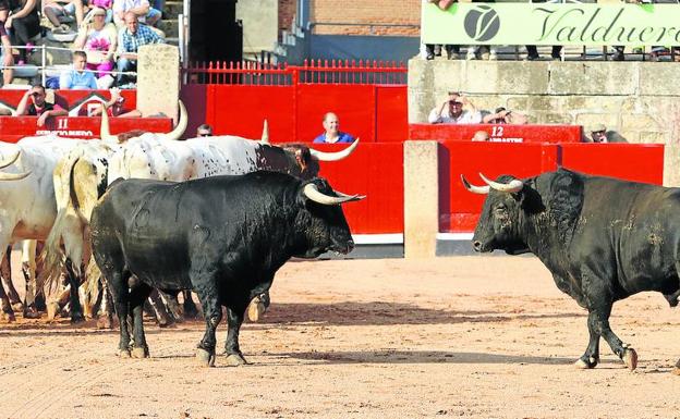 Varios de los toros de la feria salmantina.