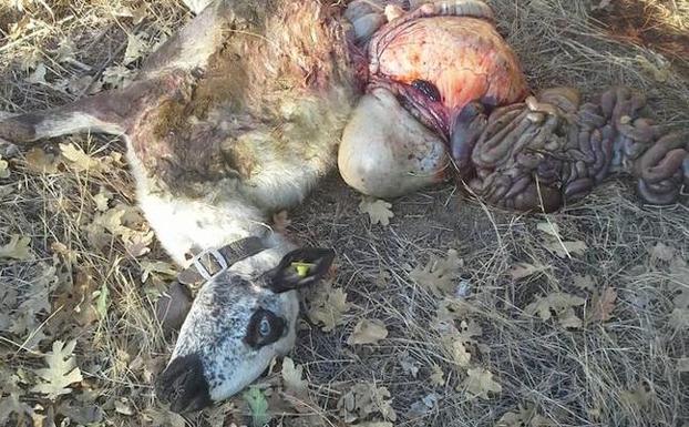 Una oveja muerta