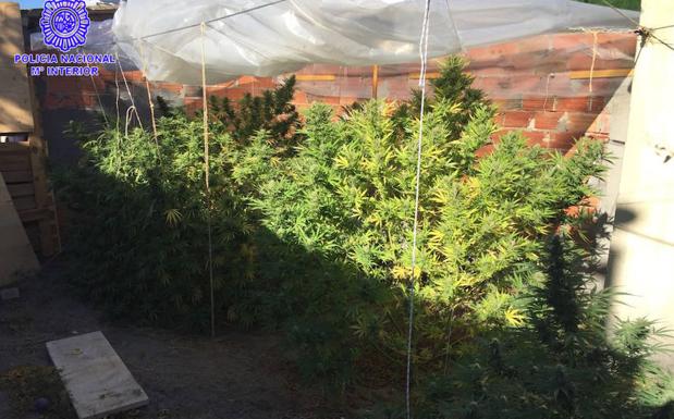 Una de las plantaciones de marihuana localizadas.