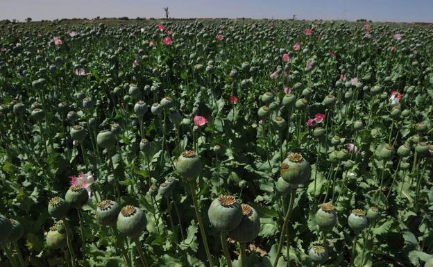 Cultivo de adormideras./AFP