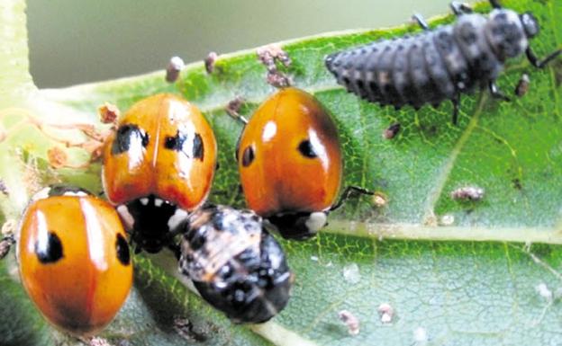 'Hoteles de insectos' en Traspinedo