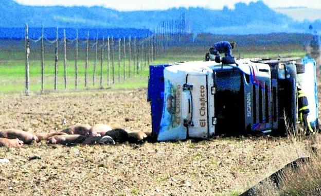 Varios animales yacen junto al camión volcado en la carretera autonómica CL-602, cerca de Olmedo./C. C.
