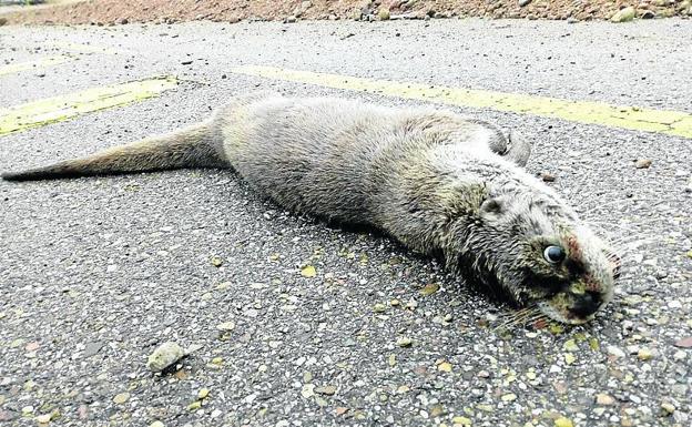 La nutria atropellada, sobre el asfalto cercano al río/A. O.