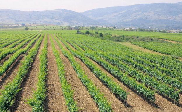 La DO Bierzo acude a Alimentaria, su quinto destino en lo que va de año