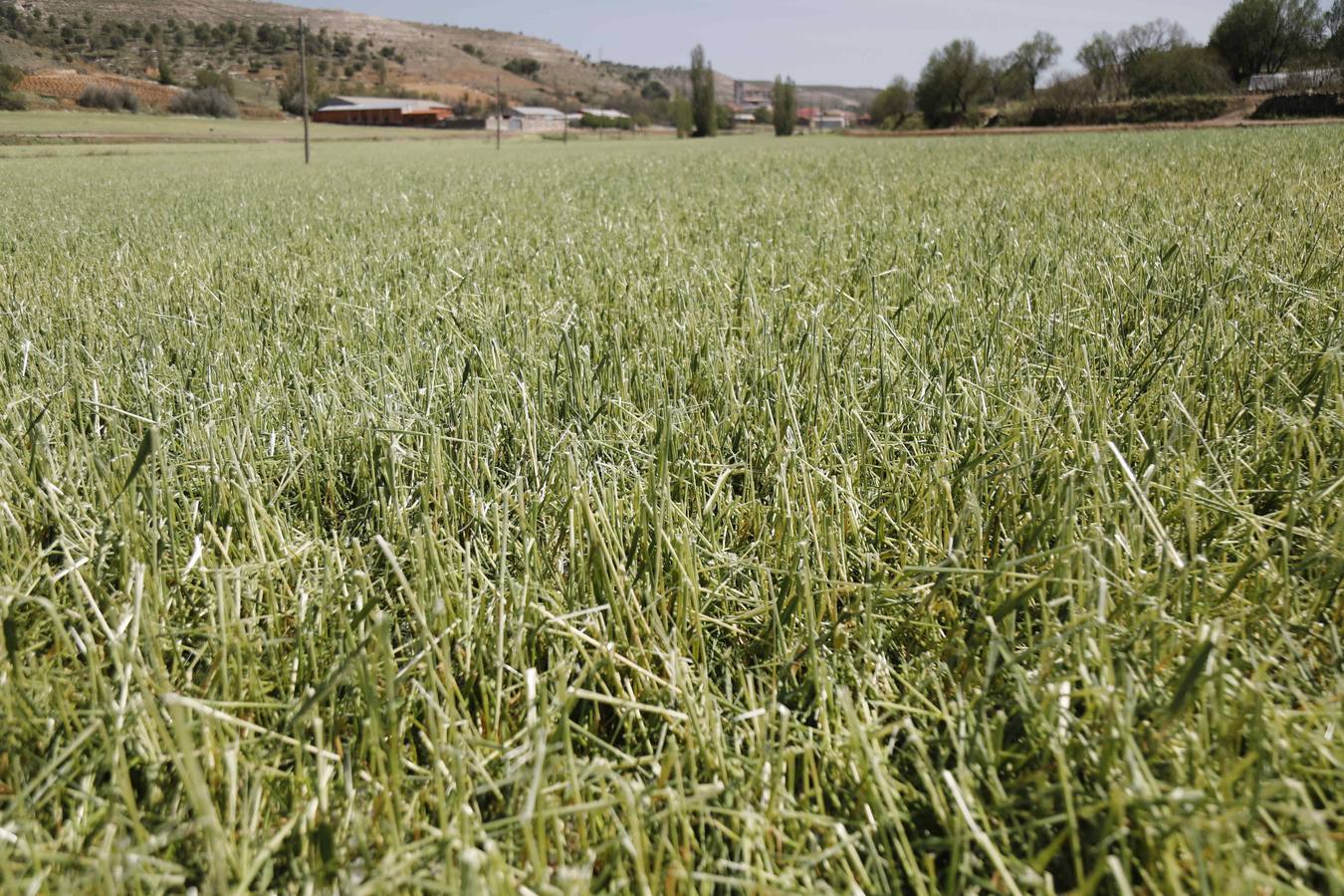 Fotos Daños causados por el granizo en los viñedos y cultivos de la