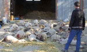 Un ganadero observa varias obejas muertas por los ataques de los lobos. / Ical/