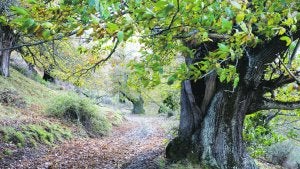 Tesoro natural de Hermisende, entre Zamora, Galicia y Portugal. A la derecha, puente del siglo XVIII sobre el río Tuela. / FOTOGRAFÍAS DE JAVIER PRIETO GALLEGO/