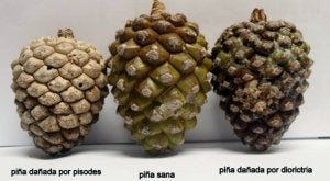 Una piña sana, en el centro, junto a otras afectadas por distintas plagas. ::
EL NORTE/