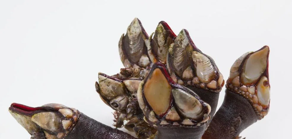 percebes en el mar