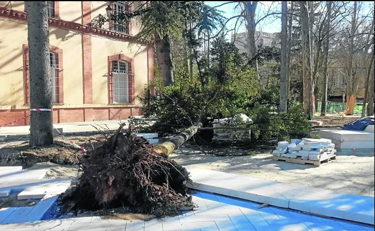 El viento derriba un árbol de Jardinillos y aviva la polémica por la tala  judicializada | El Norte de Castilla