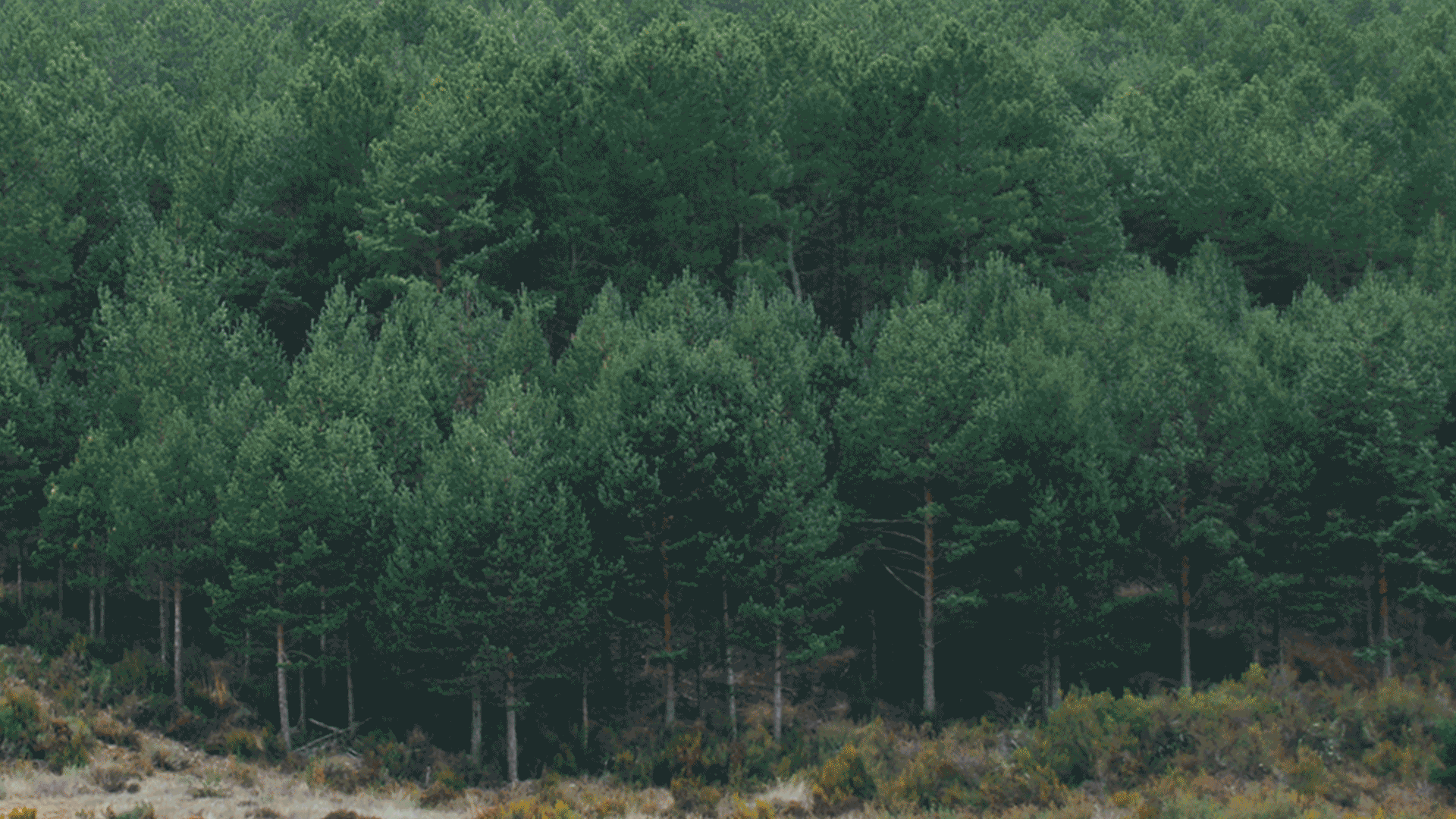 Cronología de un desastre: los cinco días que destruyeron la sierra de la Culebra