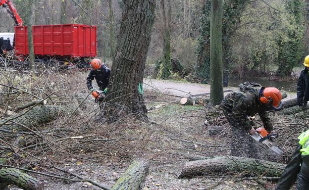 Comienza la tala de árboles en riesgo de caer en la Alameda y Santo Domingo  | El Norte de Castilla