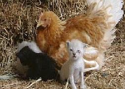 Una Gallina Adopta A Dos Gatitos El Norte De Castilla