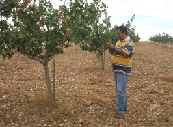 Un agricultor recogerá la primera cosecha de pistacho de la región | El  Norte de Castilla